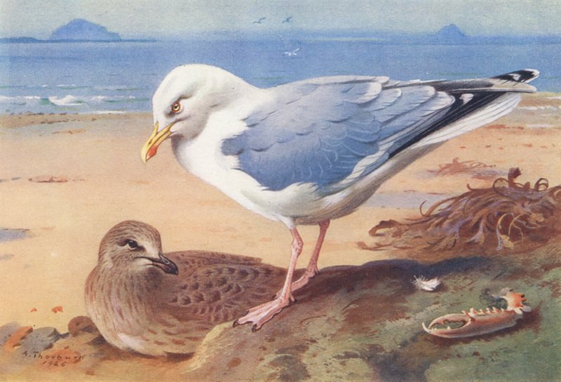 Herring-Gull (adult and young) by Archibald Thorburn