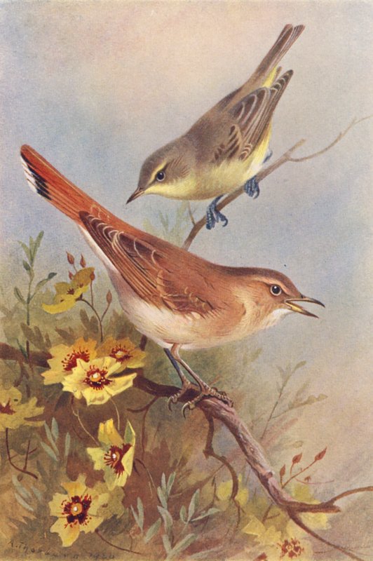 Icterine Warbler, Rufous Warbler by Archibald Thorburn