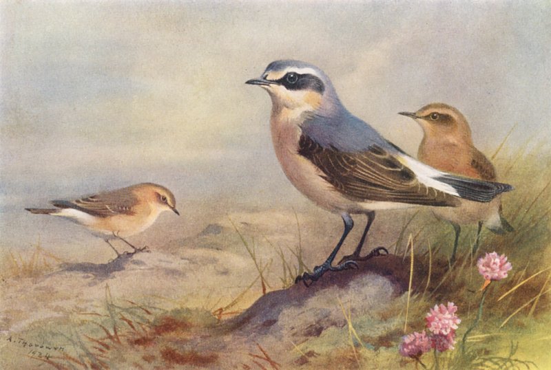 Isabelline Wheatear, Wheatear (male and female) by Archibald Thorburn
