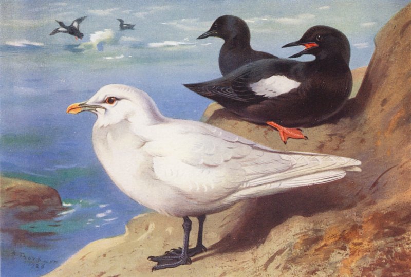 Ivory Gull, Black Guillemot (summer) by Archibald Thorburn