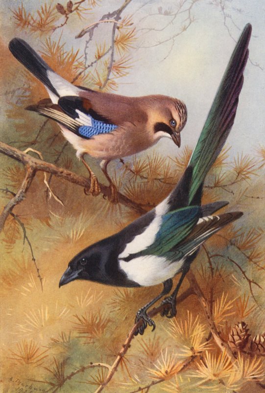 Jay, Magpie by Archibald Thorburn