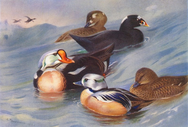 King-Eider, Surf-Scoter (Male and Female), Steller
