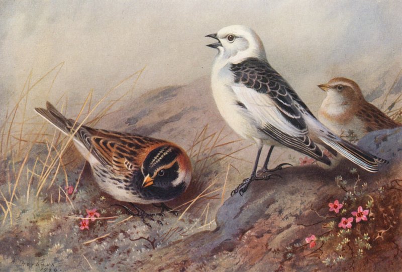Lapland Bunting, Snow-Bunting (summer) (male and female) by Archibald Thorburn