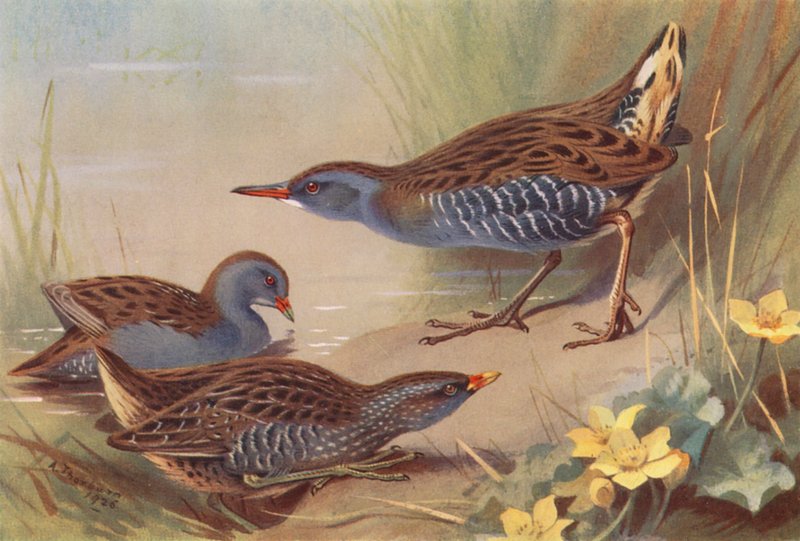 Little Crake, Spotted Crake, Water-Rail by Archibald Thorburn