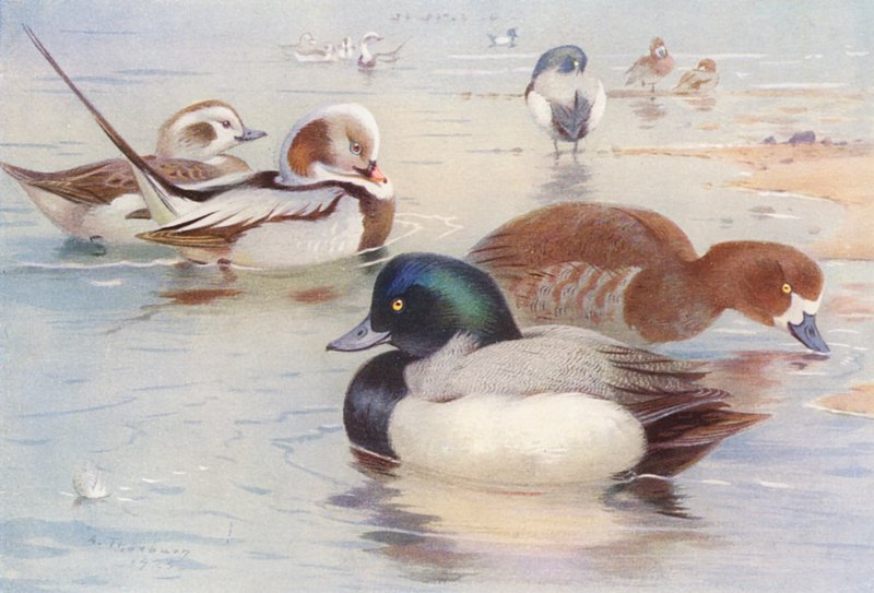 Long-Tailed Duck (male and female), Scaup-Duck (male and female) by Archibald Thorburn