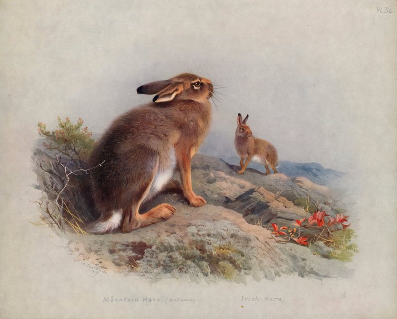 Mountain Hare (Autumn), Irish Hare by Archibald Thorburn