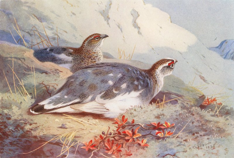 Ptarmigan (male and female, autumn) by Archibald Thorburn