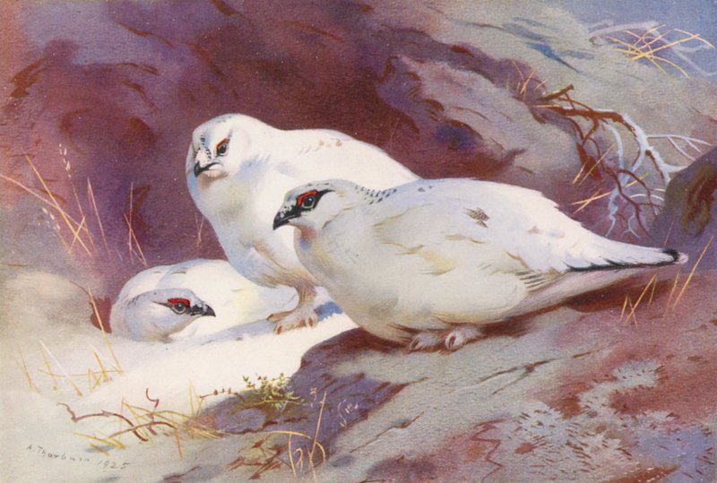 Ptarmigan (Male and Female, Winter) by Archibald Thorburn