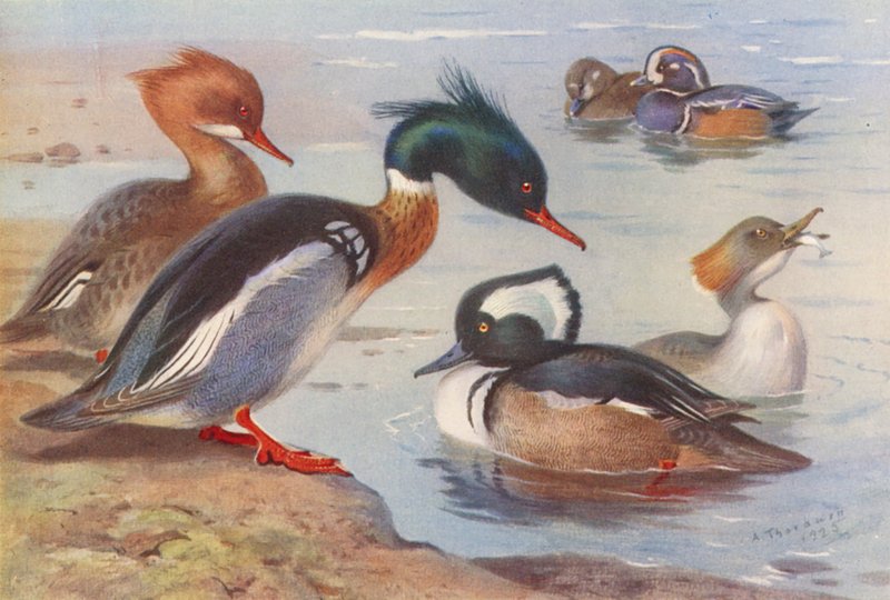 Red-Breasted Merganser (male and female), Harlequin Duck (male and female), Hooded Merganser (male and female) by Archibald Thorburn