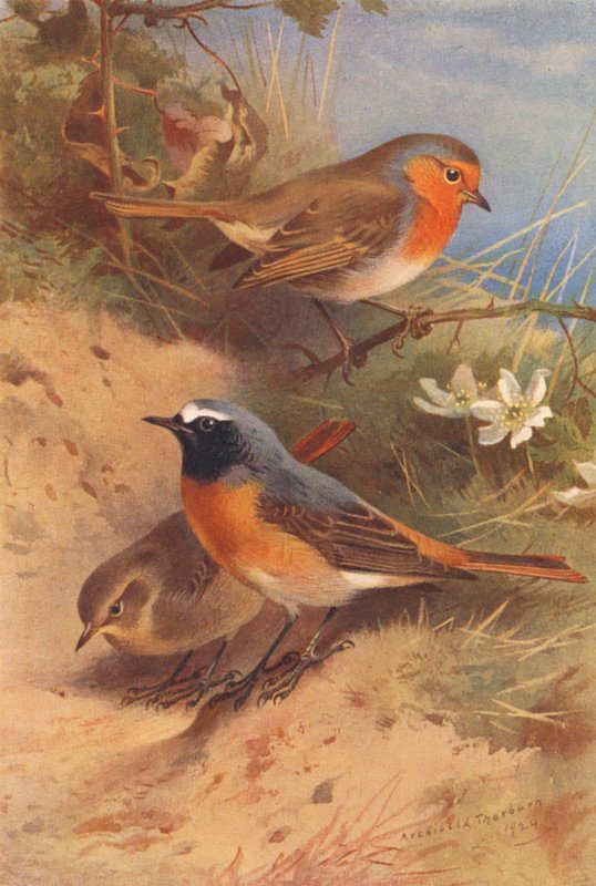 Redbreast, Redstart (male and female) by Archibald Thorburn
