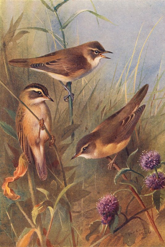 Reed-Warbler, Sedge-Warbler, Marsh-Warbler by Archibald Thorburn