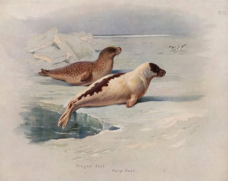 Ringed Seal, Harp Seal by Archibald Thorburn