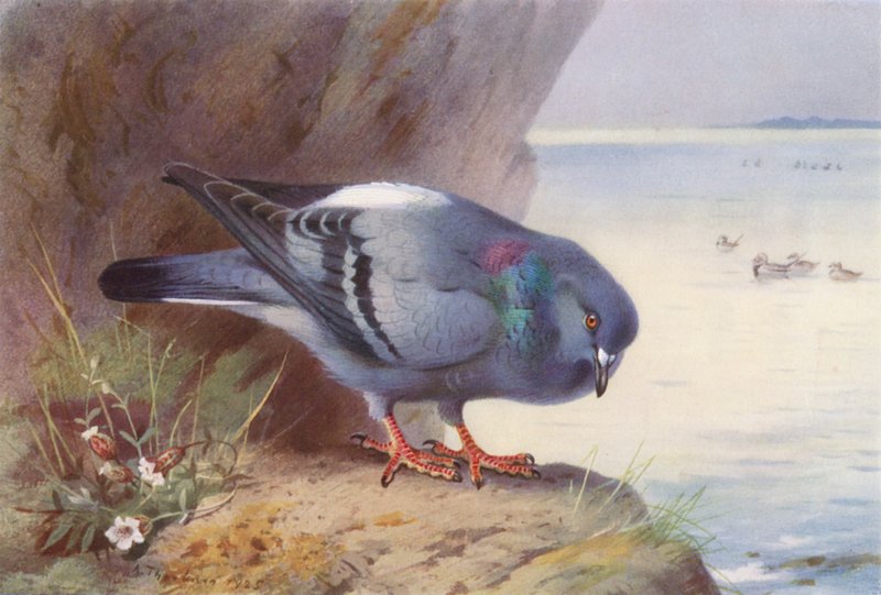 Rock-Dove by Archibald Thorburn