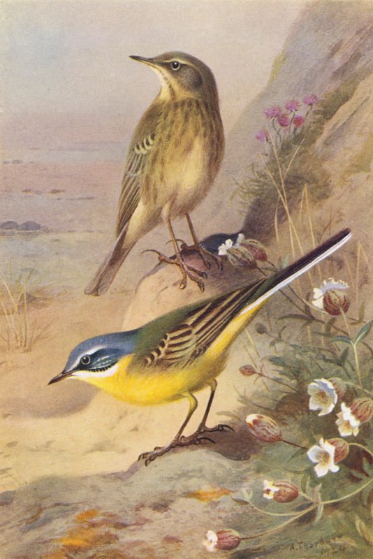 Rock-Pipit, Blue-Headed Wagtail by Archibald Thorburn