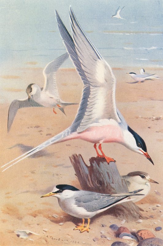 Roseate Tern (adult and young), Little Tern (adult and young) by Archibald Thorburn