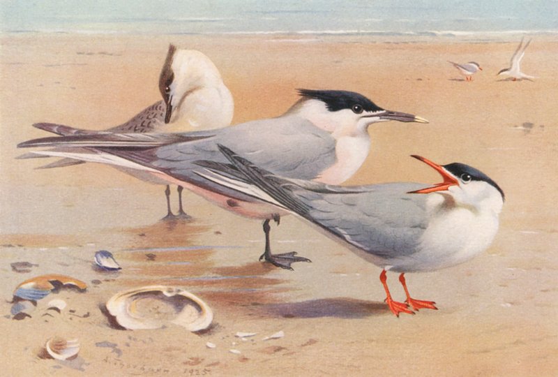 Sandwich Tern (adult and young), Common Tern by Archibald Thorburn