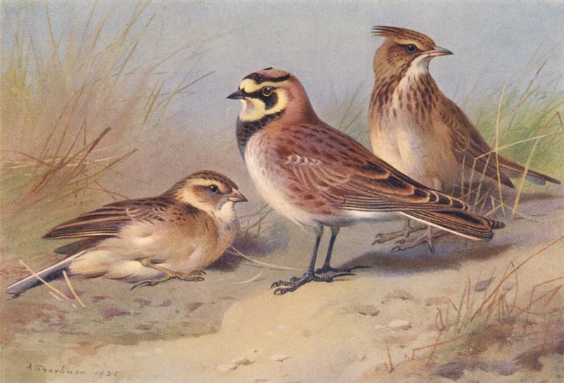 Short-Toed Lark, Shore-Lark, Crested Lark by Archibald Thorburn
