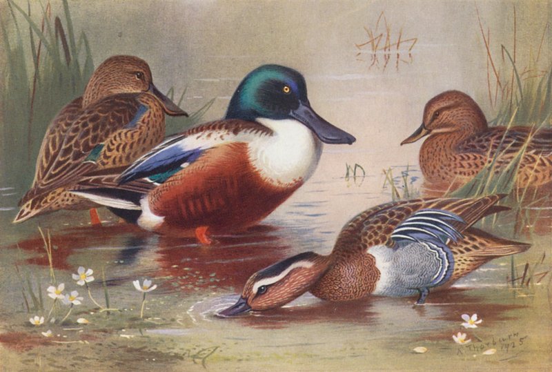 Shoveler (male and female), Garganey (male and female) by Archibald Thorburn