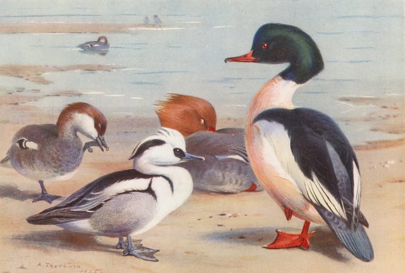 Smew (male and female), Goosander (male and female) by Archibald Thorburn