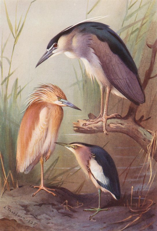 Squacco Heron, Night Heron, Little Bittern by Archibald Thorburn