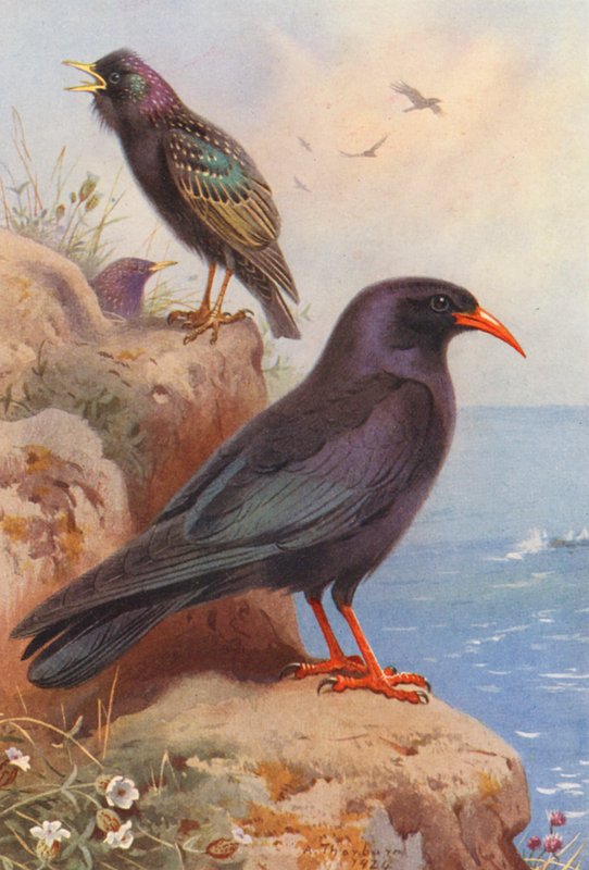 Starling, Chough by Archibald Thorburn
