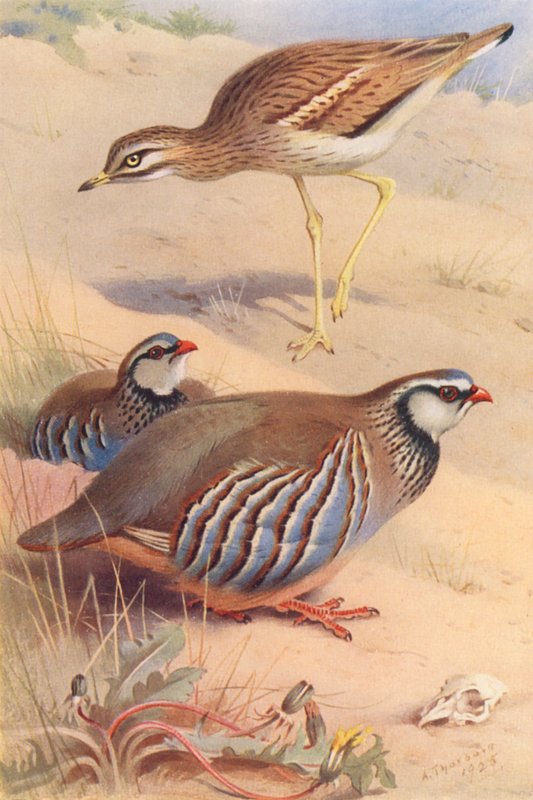 Stone-Curlew, Red-Legged Partridge (male and female) by Archibald Thorburn