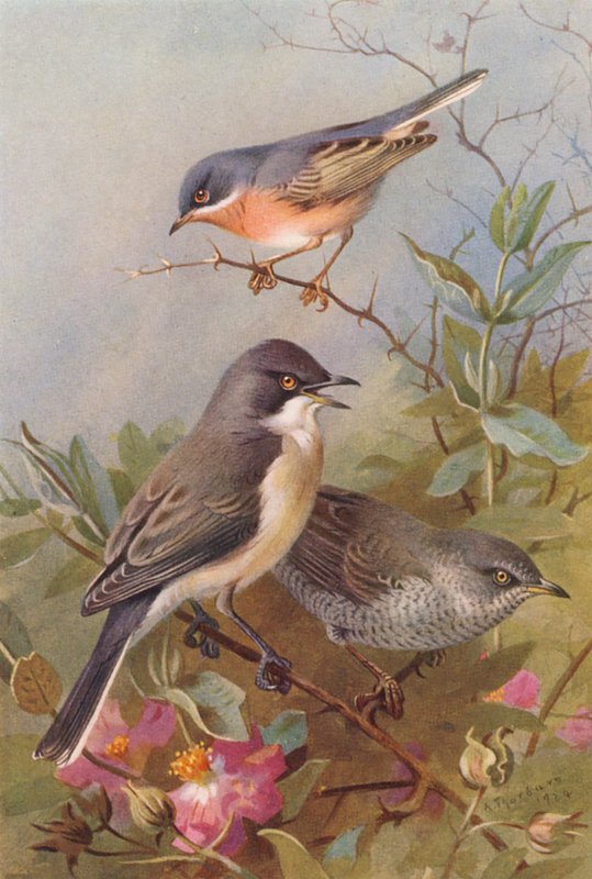 Subalpine Warbler, Orphean Warbler, Barred Warbler by Archibald Thorburn