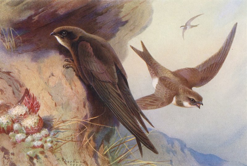 Swift, Alpine Swift by Archibald Thorburn