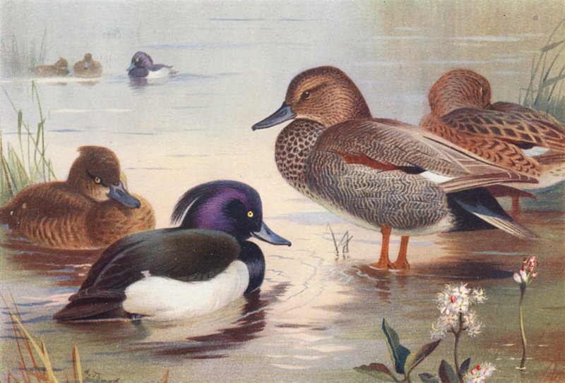 Tufted Duck (male and female), Gadwall (male and female) by Archibald Thorburn