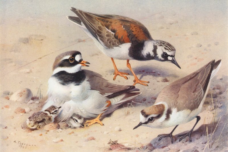 Turnstone (summer), Ringed Plover, Kentish Plover by Archibald Thorburn