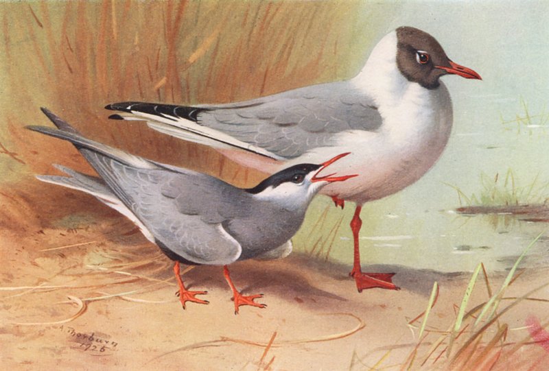 Whiskered Tern, Black-Headed Gull (summer) by Archibald Thorburn