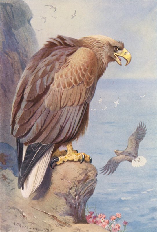 White-Tailed Eagle by Archibald Thorburn