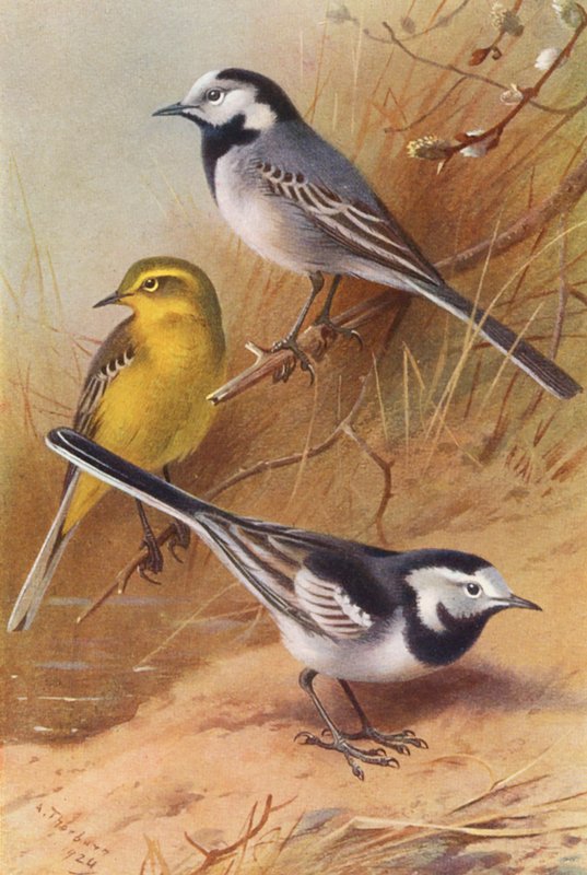 White Wagtail, Yellow Wagtail, Pied Wagtail by Archibald Thorburn