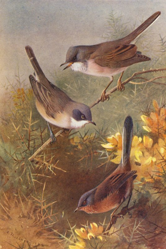 Whitethroat, Lesser Whitethroat, Dartford Warbler by Archibald Thorburn