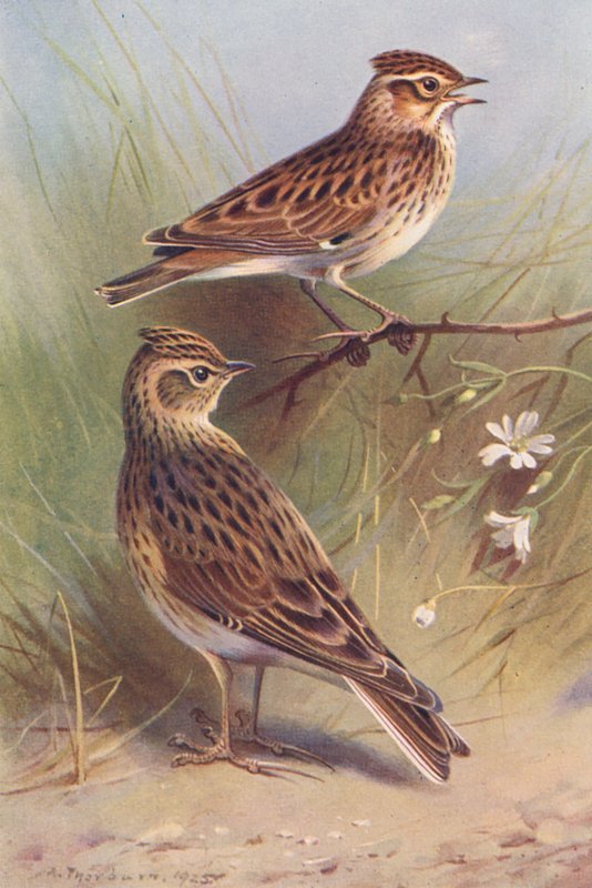 Wood-Lark, Sky-Lark by Archibald Thorburn