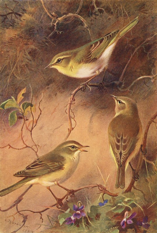 Wood-Wren, Willow-Wren, Chiffchaff by Archibald Thorburn