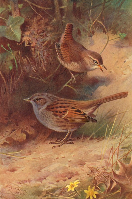 Wren, Hedge-Sparrow by Archibald Thorburn