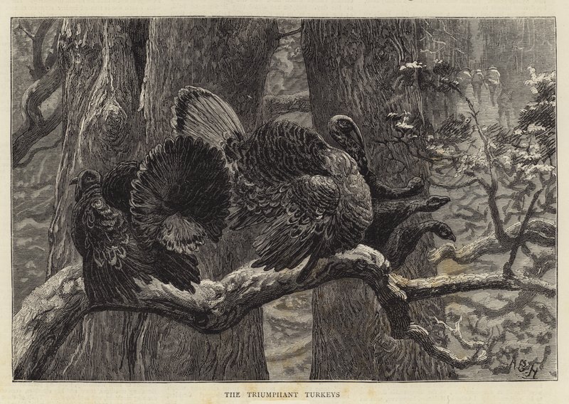 The Triumphant Turkeys by Arthur Boyd Houghton