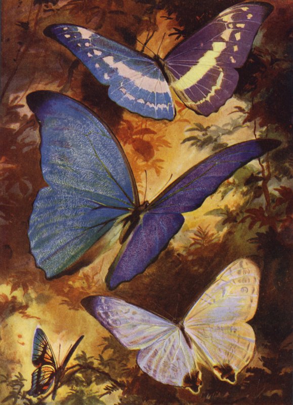 Beautiful Butterflies: Brilliant morphos, etc, of South America by Arthur Twidle