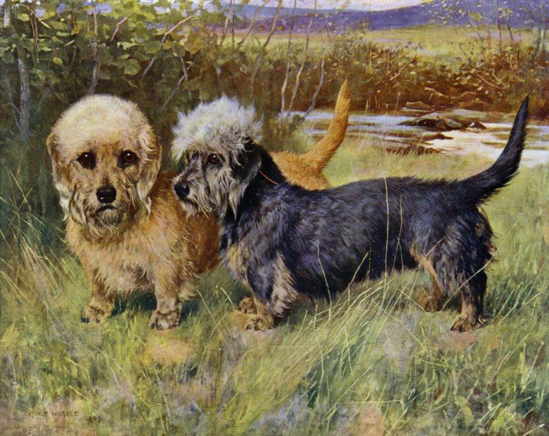 The Dandie Dinmont Terriers, Ch Blacket House Yet, Mustard and Ch Ancrum Fanny, Pepper by Arthur Wardle