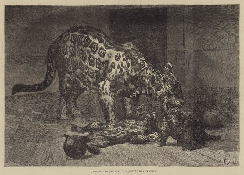 Jaguar and Cubs at the Jardin des Plantes by Auguste Andre Lancon