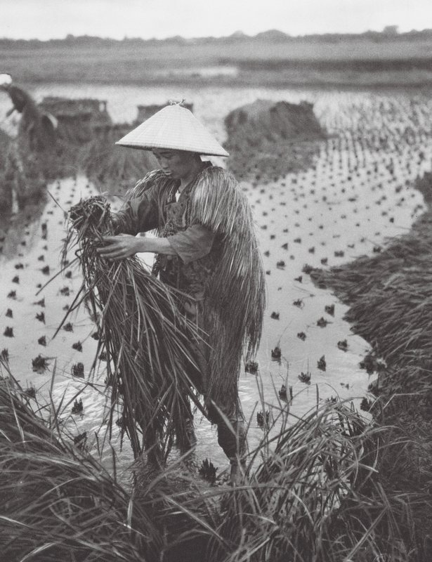 Japan: Rice Harvest near Niigata by Axel von Graefe