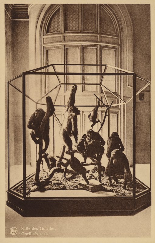 Gorilla Room by Belgian Photographer
