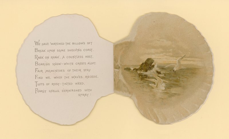 Illustration for Booklet Entitled Sea Shells by Benjamin D. Sigmund
