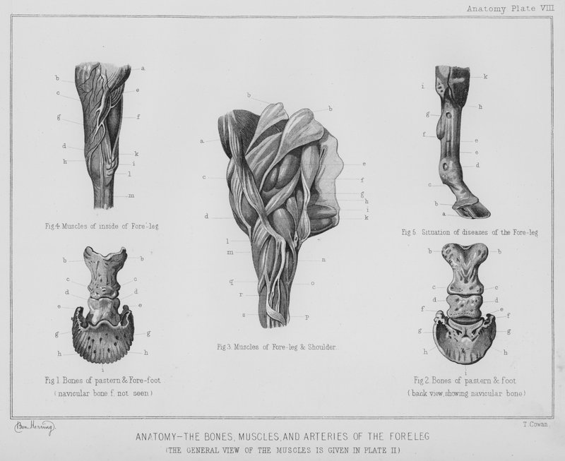 Anatomy, The Bones, Muscles, and Arteries of the Fore Leg by Benjamin Herring