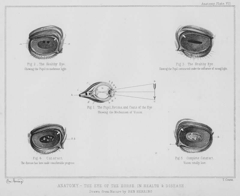 Anatomy, the Eye of the Horse, in Health and Disease by Benjamin Herring