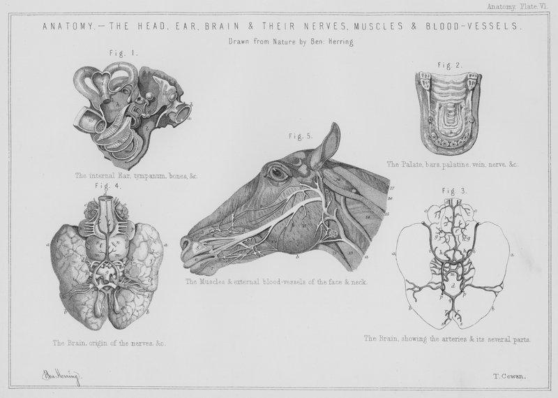 Anatomy, the Head, Ear, Brain and Their Nerves, Muscles and Blood-Vessels by Benjamin Herring