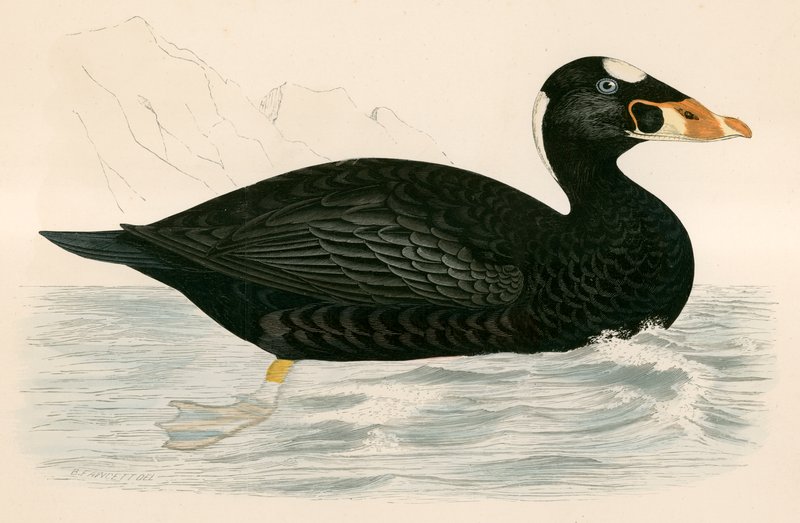 Surf Scoter by Beverley R. Morris