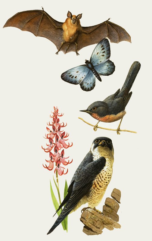 British Wildlife Under Threat of Extinction by Bob Hersey