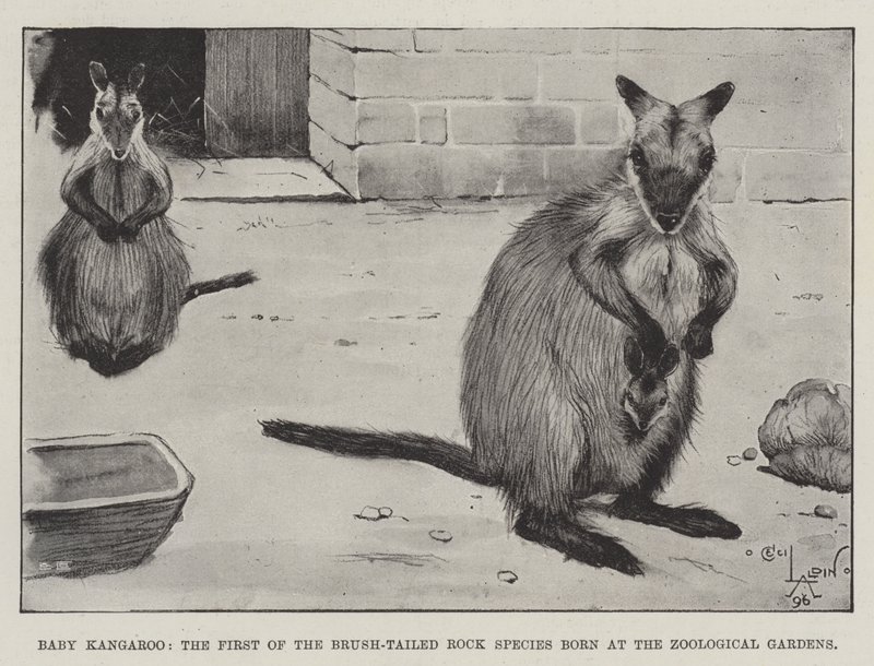 Baby Kangaroo, the First of the Brush-Tailed Rock Species born at the Zoological Gardens by Cecil Charles Windsor Aldin